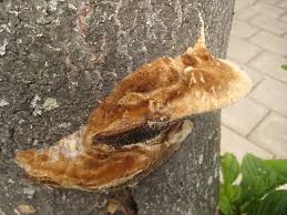 Attēlu rezultāti vaicājumam “Coriolopsis trogii”