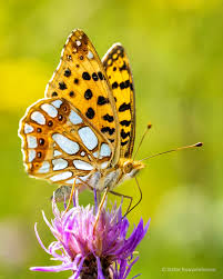 Attēlu rezultāti vaicājumam “Issoria lathonia”
