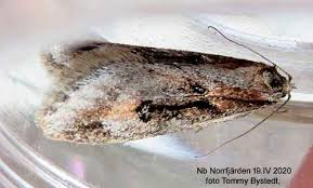 Attēlu rezultāti vaicājumam “Semioscopis oculella”