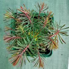 Attēlu rezultāti vaicājumam “Euphorbia cyparissias leaf”