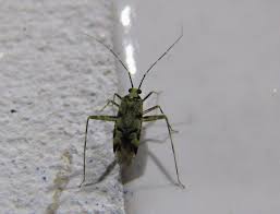 Attēlu rezultāti vaicājumam “Phytocoris sp.”