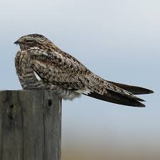 Image result for Chordeiles minor