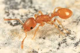 Attēlu rezultāti vaicājumam “Anthrenus sp. imago”