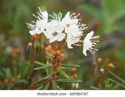 Attēlu rezultāti vaicājumam “Ledum palustre flower”