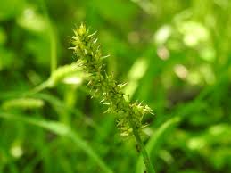 Attēlu rezultāti vaicājumam “Comatricha meandrispora stalked”