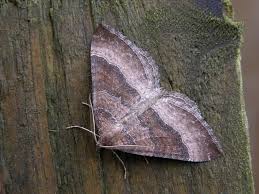 Attēlu rezultāti vaicājumam “Larentia clavaria”