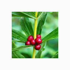 Attēlu rezultāti vaicājumam “Polygonatum verticillatum fruit”