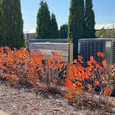 Attēlu rezultāti vaicājumam “Aronia melanocarpa bud”