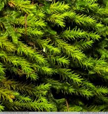 Attēlu rezultāti vaicājumam “Anomodon viticulosus”