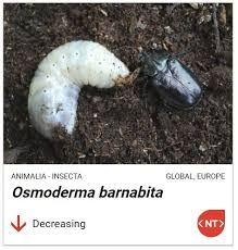 Attēlu rezultāti vaicājumam “Osmoderma barnabita imago”