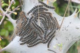 Attēlu rezultāti vaicājumam “Eriogaster lanestris”