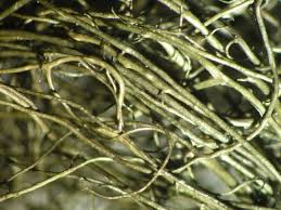 Attēlu rezultāti vaicājumam “Bryoria capillaris”