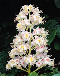 Attēlu rezultāti vaicājumam “Aesculus hippocastanum flower”