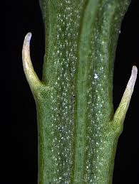 Attēlu rezultāti vaicājumam “Physarum psittacinum stalked”