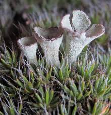 Attēlu rezultāti vaicājumam “Pseudotaxiphyllum elegans macro”