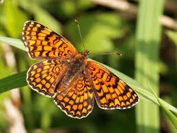Attēlu rezultāti vaicājumam “Melitaea phoebe upperside”