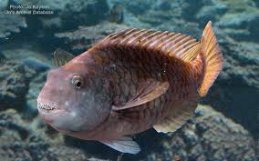 Image result for Calotomus carolinus