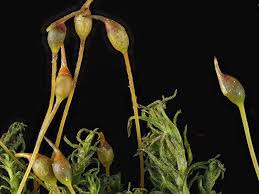 Attēlu rezultāti vaicājumam “Dichodontium pellucidum”