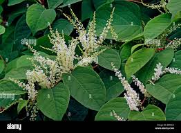 Attēlu rezultāti vaicājumam “Reynoutria japonica”