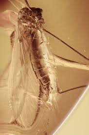 Attēlu rezultāti vaicājumam “Limoniidae”