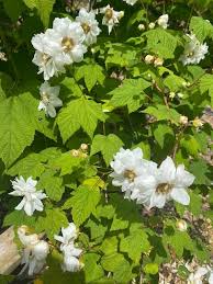 Attēlu rezultāti vaicājumam “Rubus parviflorus”