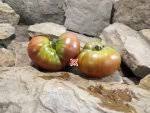 Afbeeldingsresultaat voor marizol purple tomato