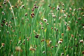 Attēlu rezultāti vaicājumam “Schoenoplectus lacustris subsp. glaucus flower”
