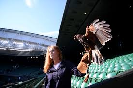 Image result for Wimbledon Hawks