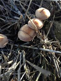 Attēlu rezultāti vaicājumam “Enteridium variabile spores”