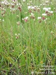 Attēlu rezultāti vaicājumam “Amarillidaceae”