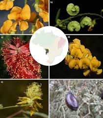 Attēlu rezultāti vaicājumam “Leguminosae”