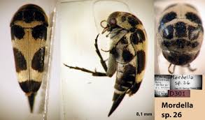 Attēlu rezultāti vaicājumam “Mordella sp.”