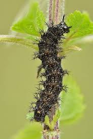 Attēlu rezultāti vaicājumam “Araschnia levana underside”