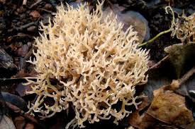 Attēlu rezultāti vaicājumam “Clavulina coralloides”