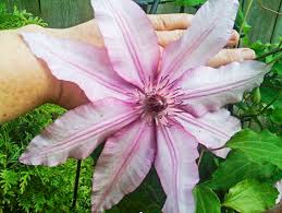 Attēlu rezultāti vaicājumam “Clematis”