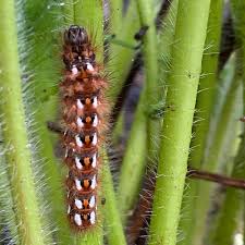 Attēlu rezultāti vaicājumam “Acronicta rumicis imago”