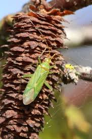 Attēlu rezultāti vaicājumam “Blepharidopterus angulatus”