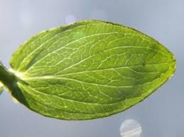 Attēlu rezultāti vaicājumam “Hypericum maculatum leaf”