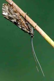 Attēlu rezultāti vaicājumam “Phryganeidae”