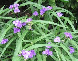 Attēlu rezultāti vaicājumam “Tradescantia virginiana flower”