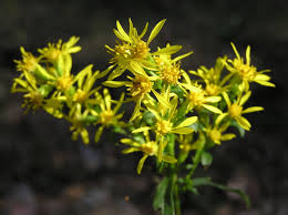 Image result for Solidago virgaurea
