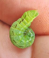 Attēlu rezultāti vaicājumam “Cystiphora sanguinea larva”