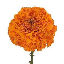 Attēlu rezultāti vaicājumam “Tagetes”