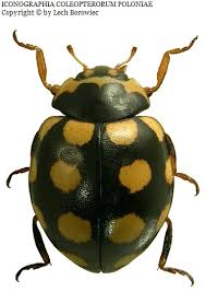 Attēlu rezultāti vaicājumam “Coccinula quatuordecimpustulata”