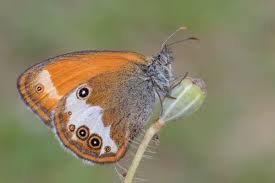Attēlu rezultāti vaicājumam “Coenonympha arcania”