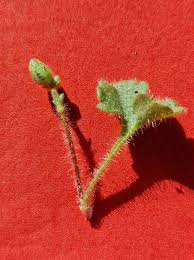 Attēlu rezultāti vaicājumam “Saxifraga granulata leaf”