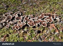 Attēlu rezultāti vaicājumam “Phellodon tomentosus”