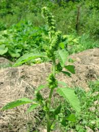 Attēlu rezultāti vaicājumam “Amaranthus retroflexus leaf”