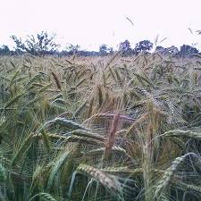 Image result for Secale cereale