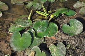 Attēlu rezultāti vaicājumam “Nuphar lutea leaf”